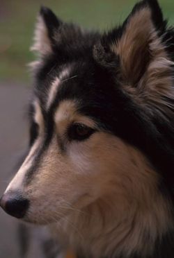dog6.jpg